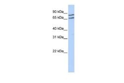 Transcription factor E3 Rabbit anti-Human, Mouse, Polyclonal, Novus Biologicals 100 &mu;g | Buy Online | Novus Biologicals | Fisher Scientific